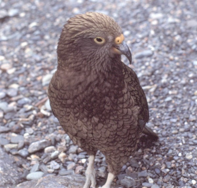 Kea - ML472502911