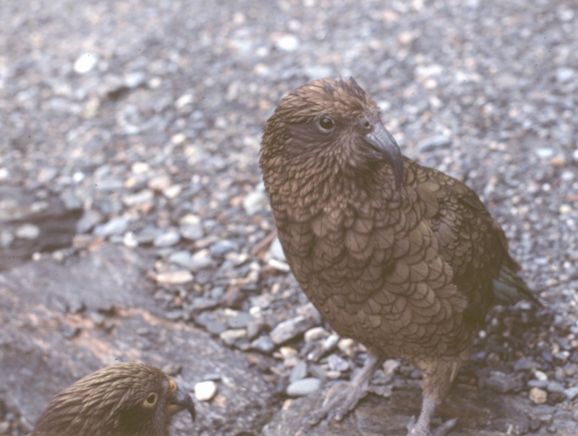 Kea - ML472502921