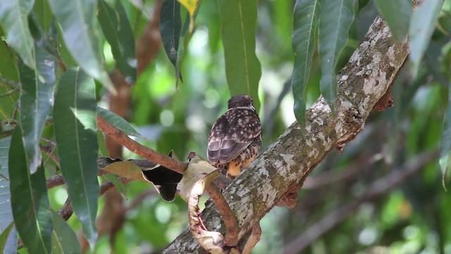 Two-banded Puffbird - ML472506