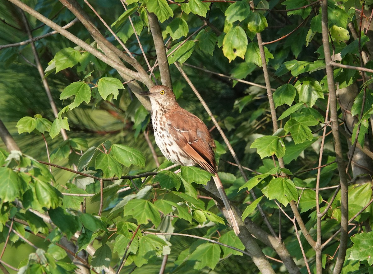 Brown Thrasher - ML472506151