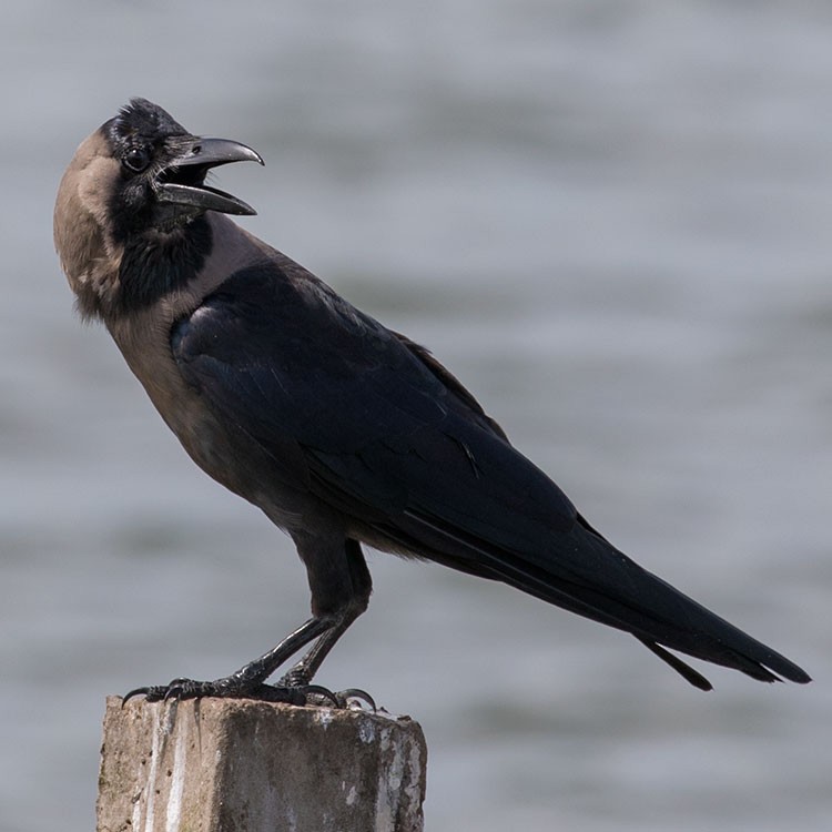 House Crow - ML472506211