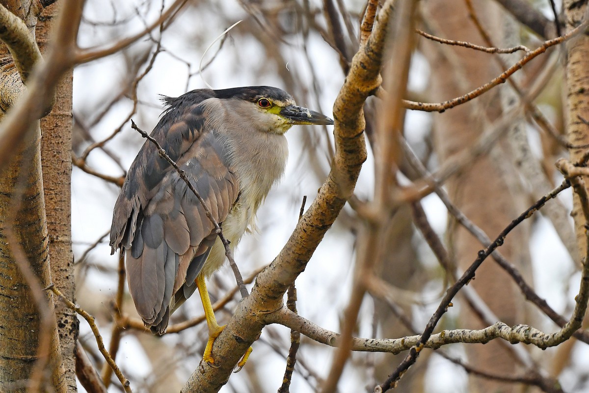 Black-crowned Night Heron - Chris Rees