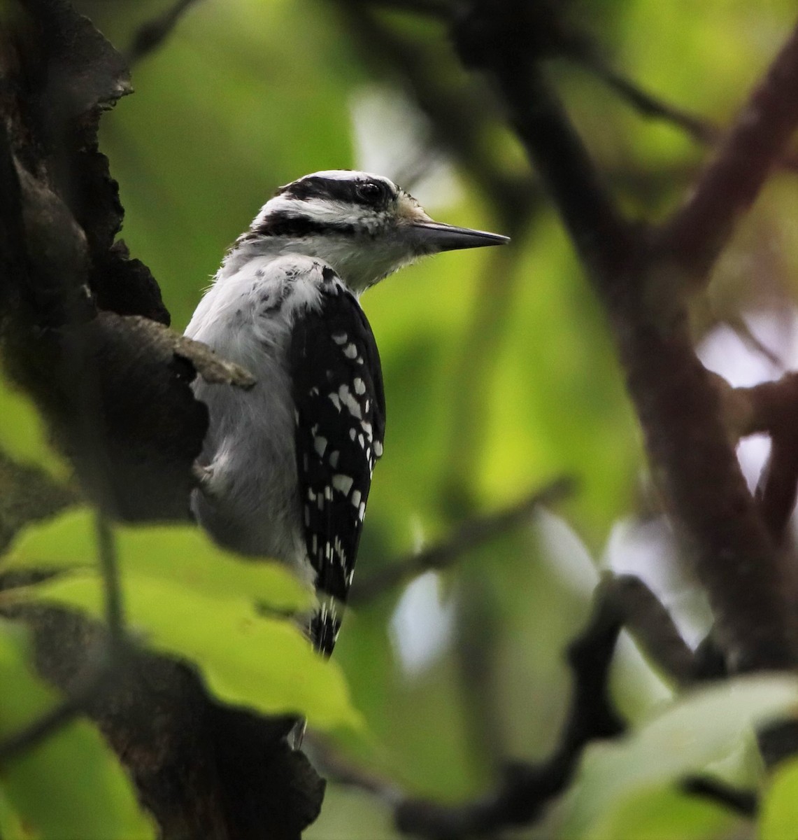 Hairy Woodpecker - ML472506391