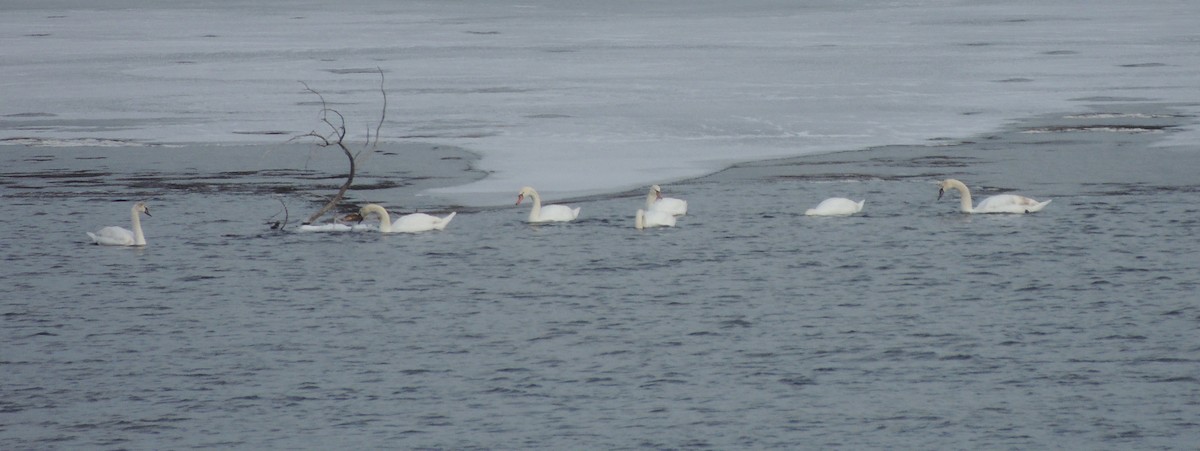 Cygne tuberculé - ML47250681