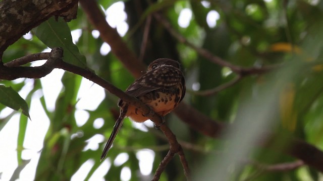 Two-banded Puffbird - ML472507