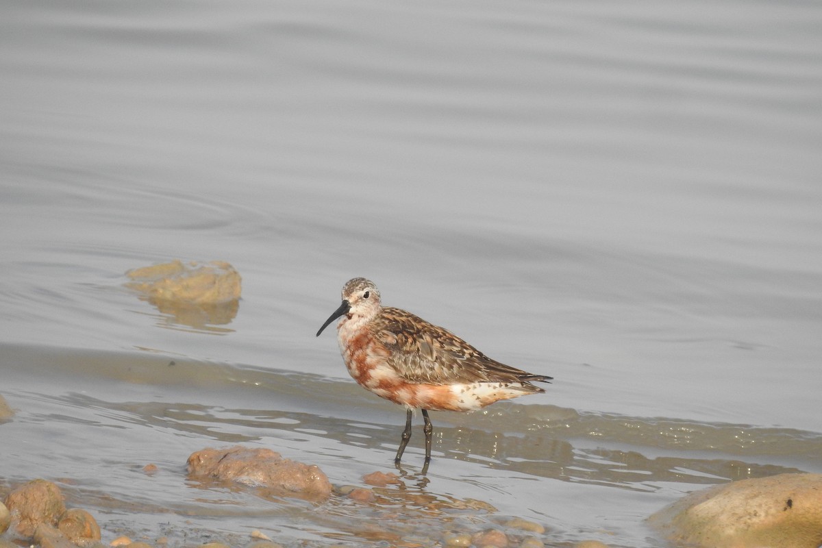 Curlew Sandpiper - ML472507181