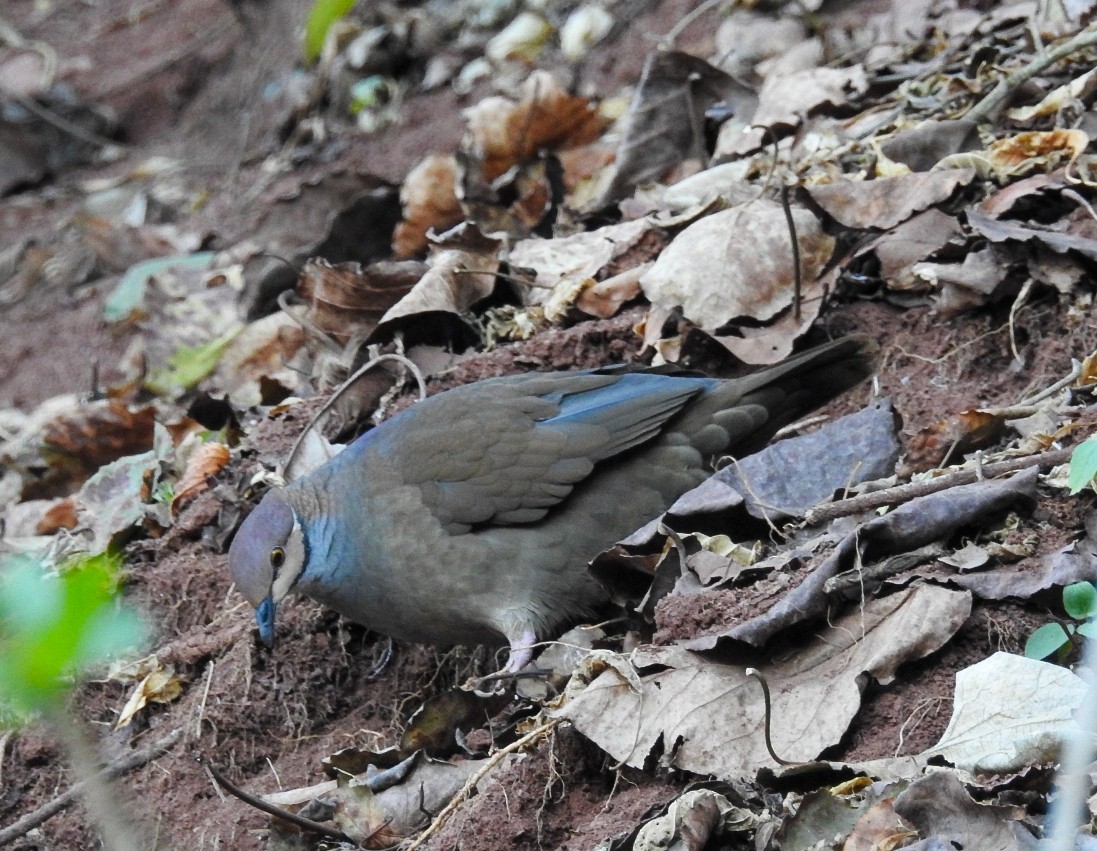 White-throated Quail-Dove - Yoshitharo Kuroki