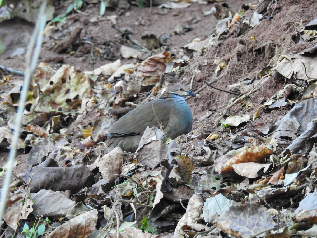 White-throated Quail-Dove - Yoshitharo Kuroki