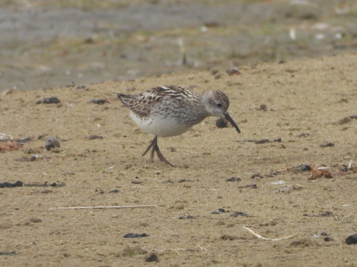 White-rumped Sandpiper - ML472508161