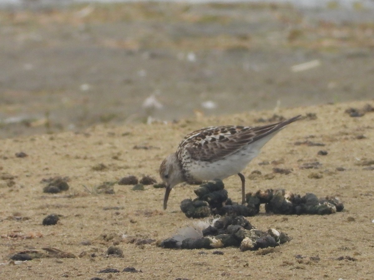 White-rumped Sandpiper - ML472508171