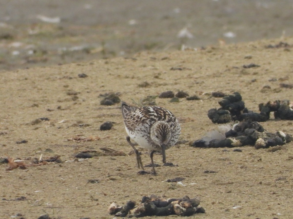 Weißbürzel-Strandläufer - ML472508181