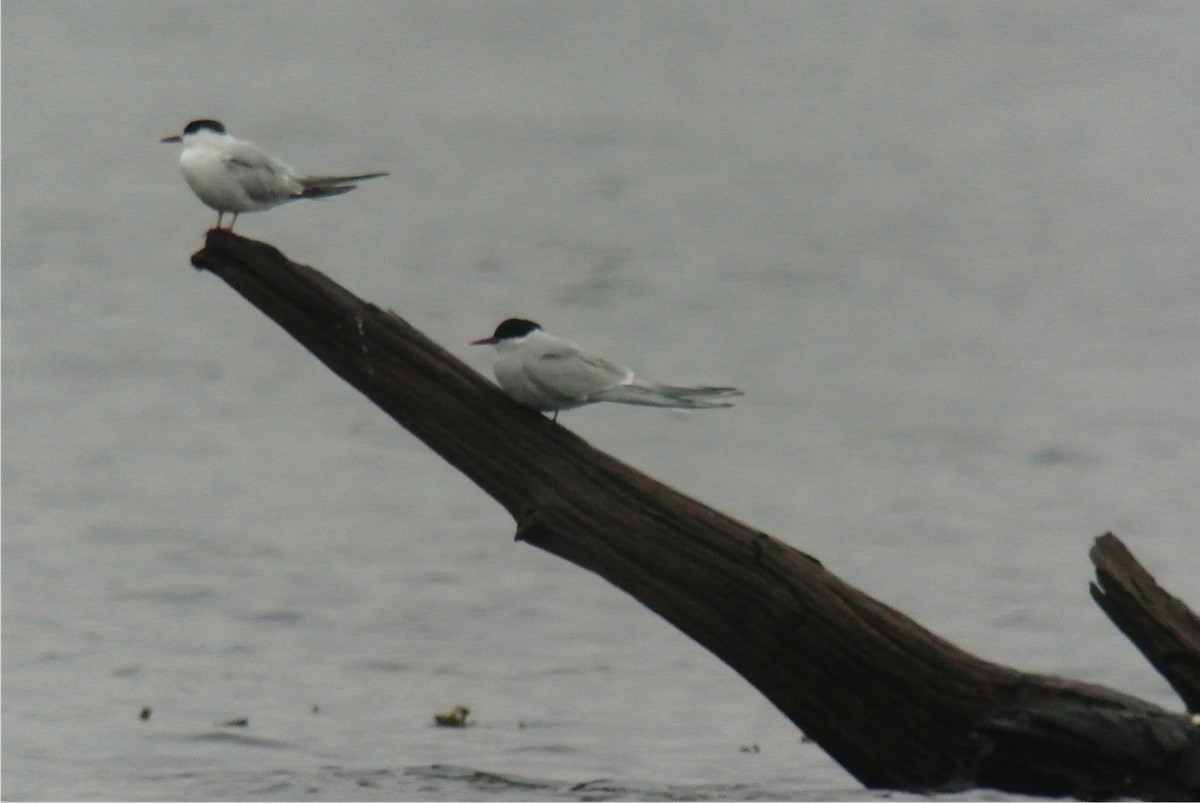 Arctic Tern - Dan Belter