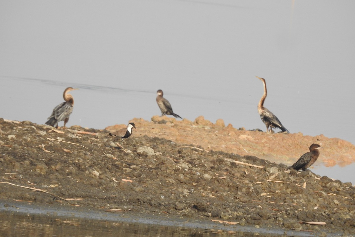 Afrika-Schlangenhalsvogel - ML472508831