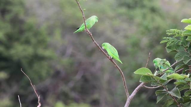 Green-rumped Parrotlet - ML472509