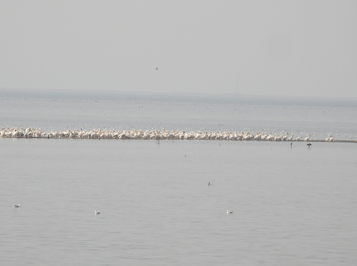 pelikán bílý - ML472509181
