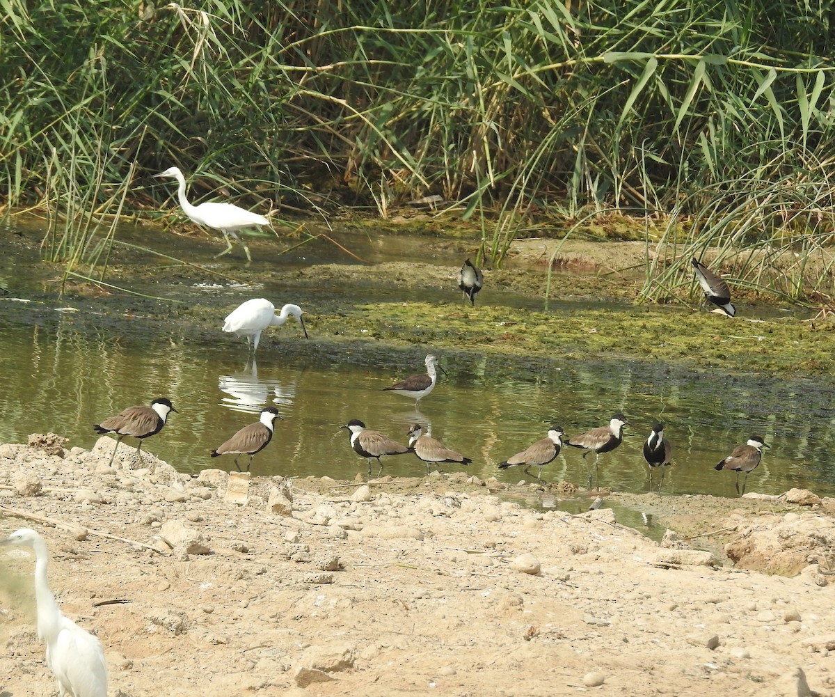 Spur-winged Lapwing - ML472509701