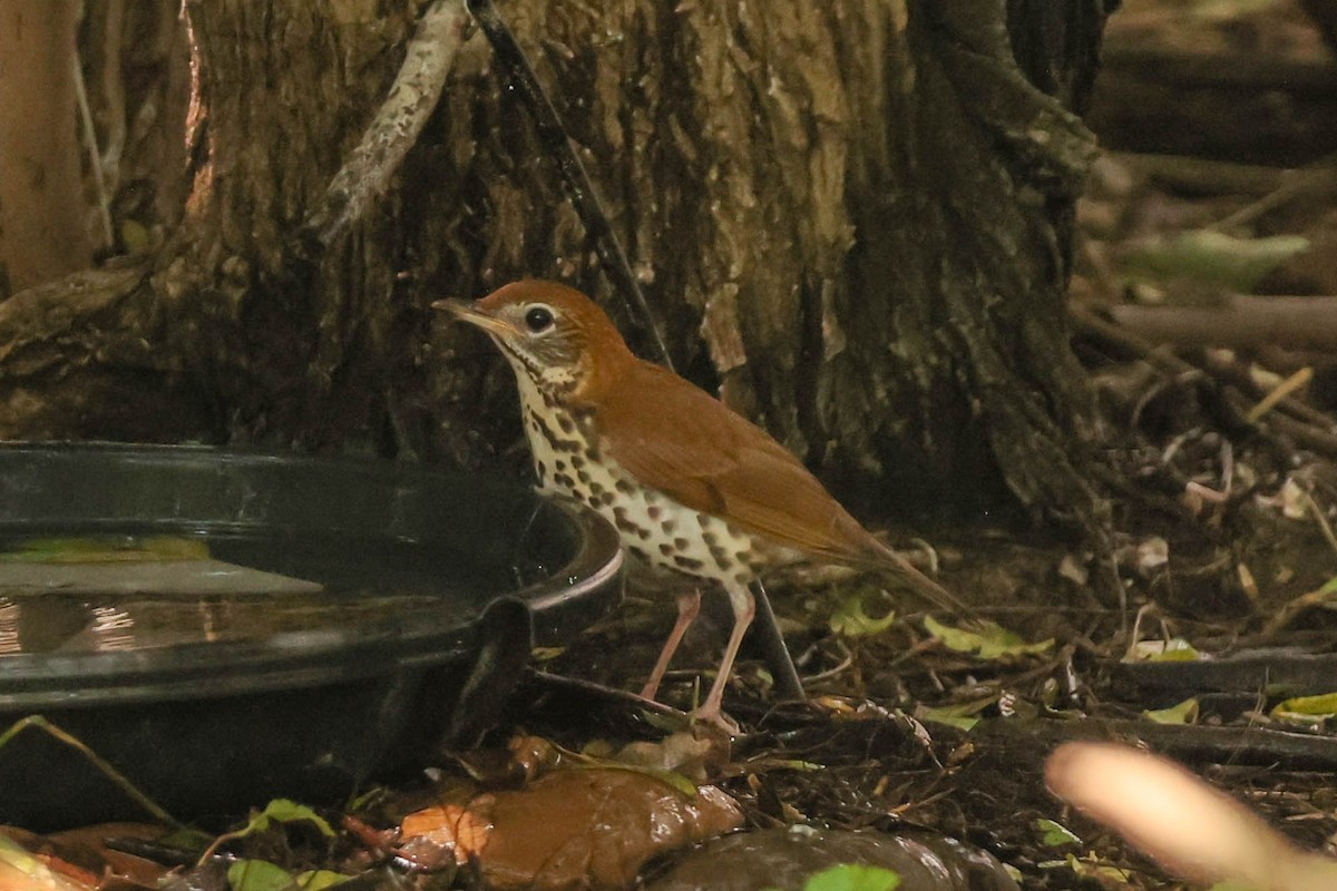 Wood Thrush - ML472509761