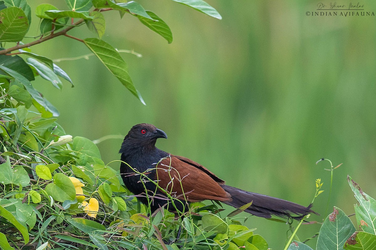 Greater Coucal - ML472510921