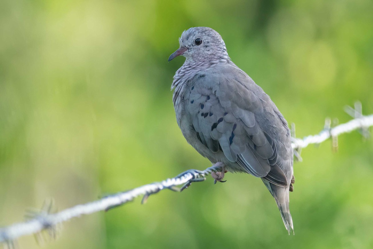 Common Ground Dove - ML472511241