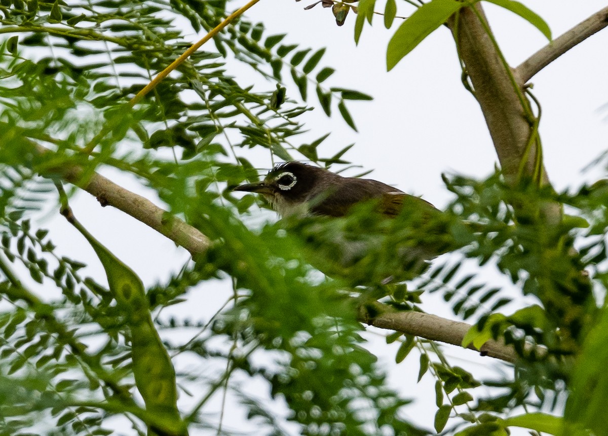 Zostérops de Morotai - ML472511821