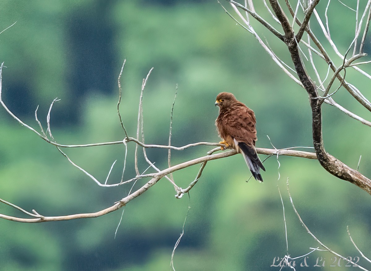 Spotted Kestrel - Lisa & Li Li