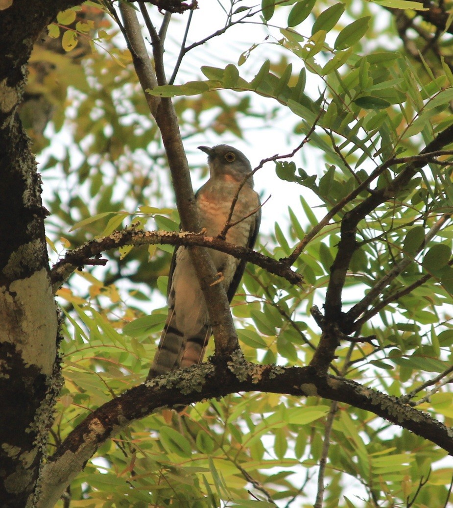 Common Hawk-Cuckoo - ML472512721