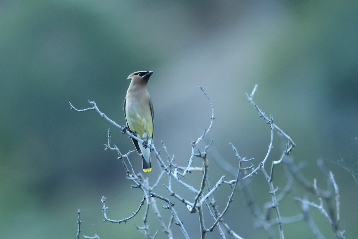 Cedar Waxwing - ML472512831