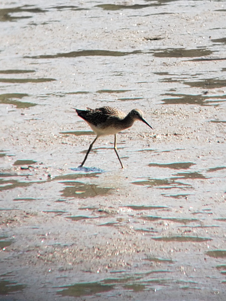 Lesser Yellowlegs - ML472513121