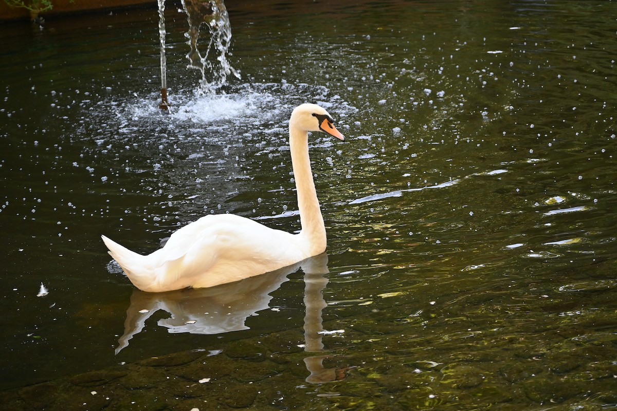 Mute Swan - Sebastian Burnett