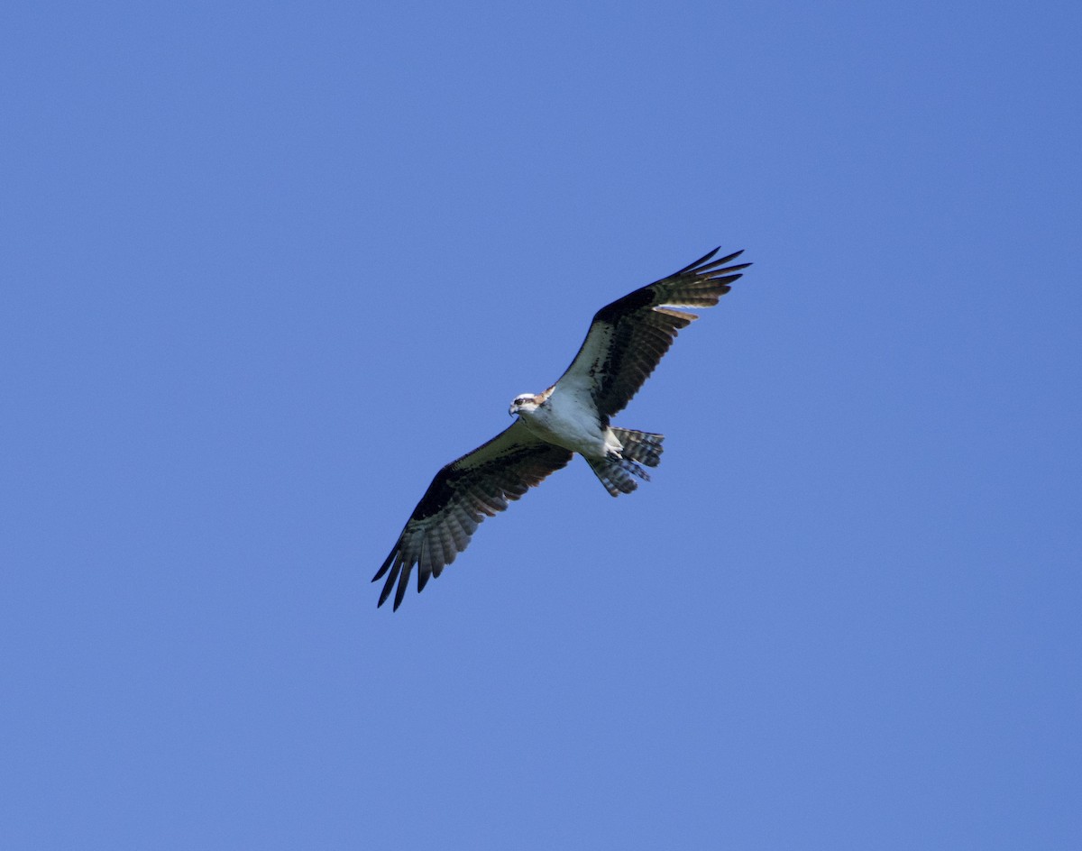 Águila Pescadora - ML472513531
