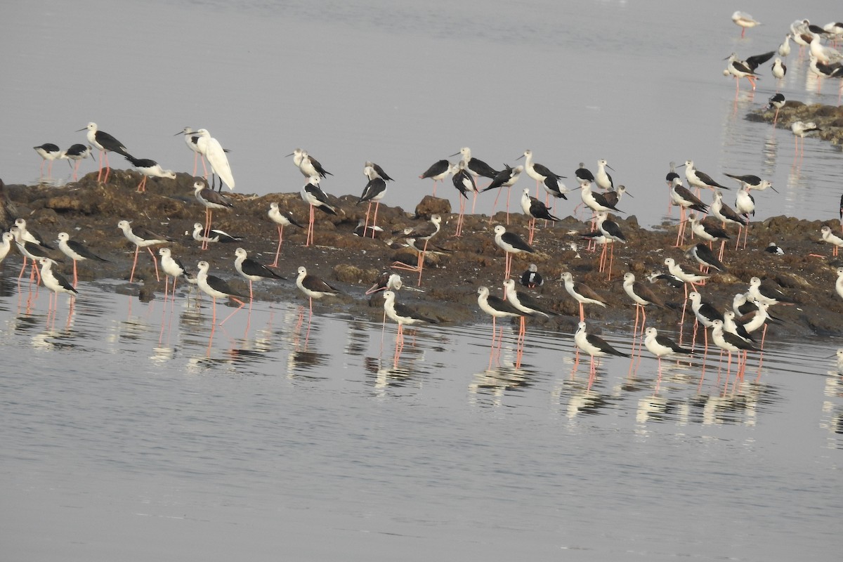 Black-winged Stilt - ML472513561