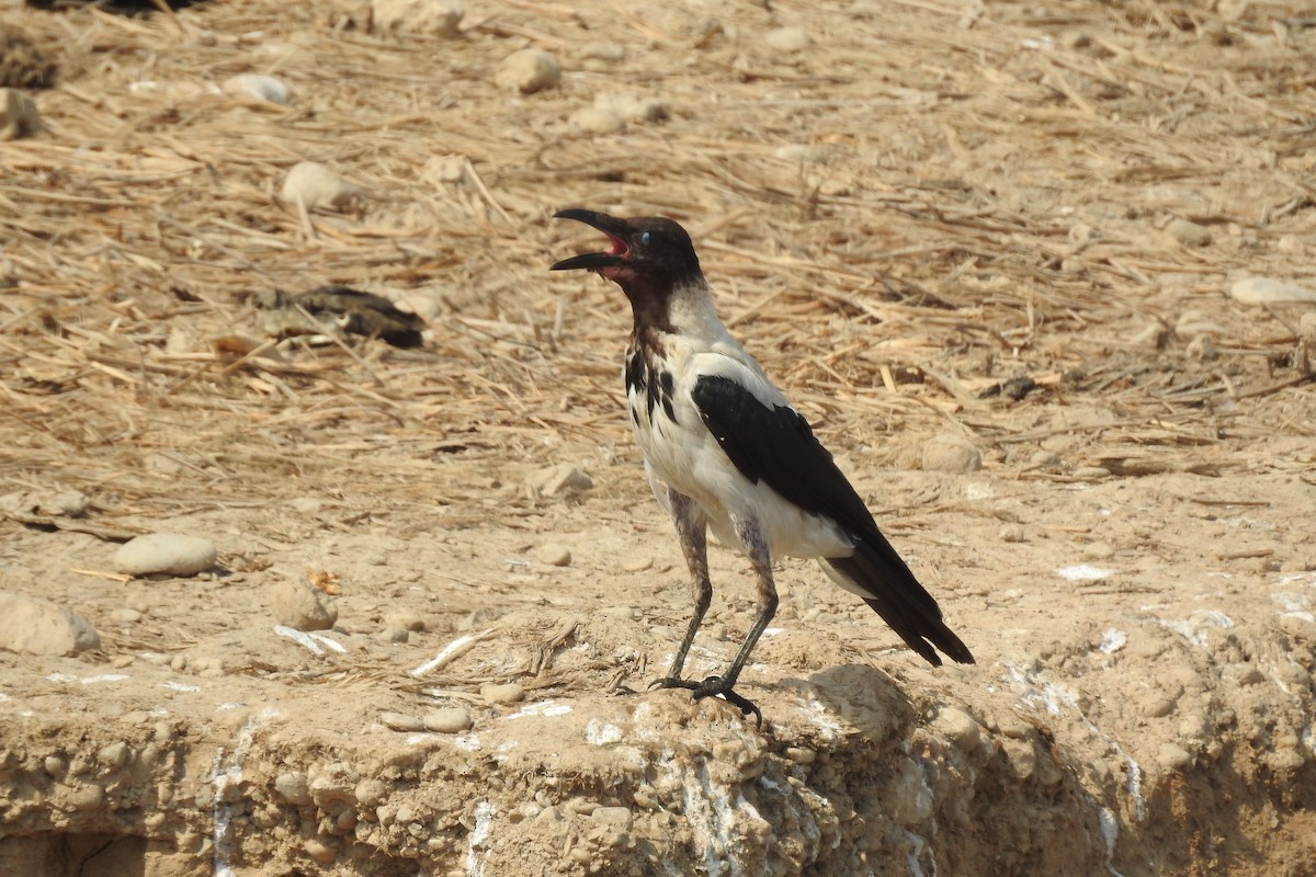 Hooded Crow (Mesopotamian) - ML472513811