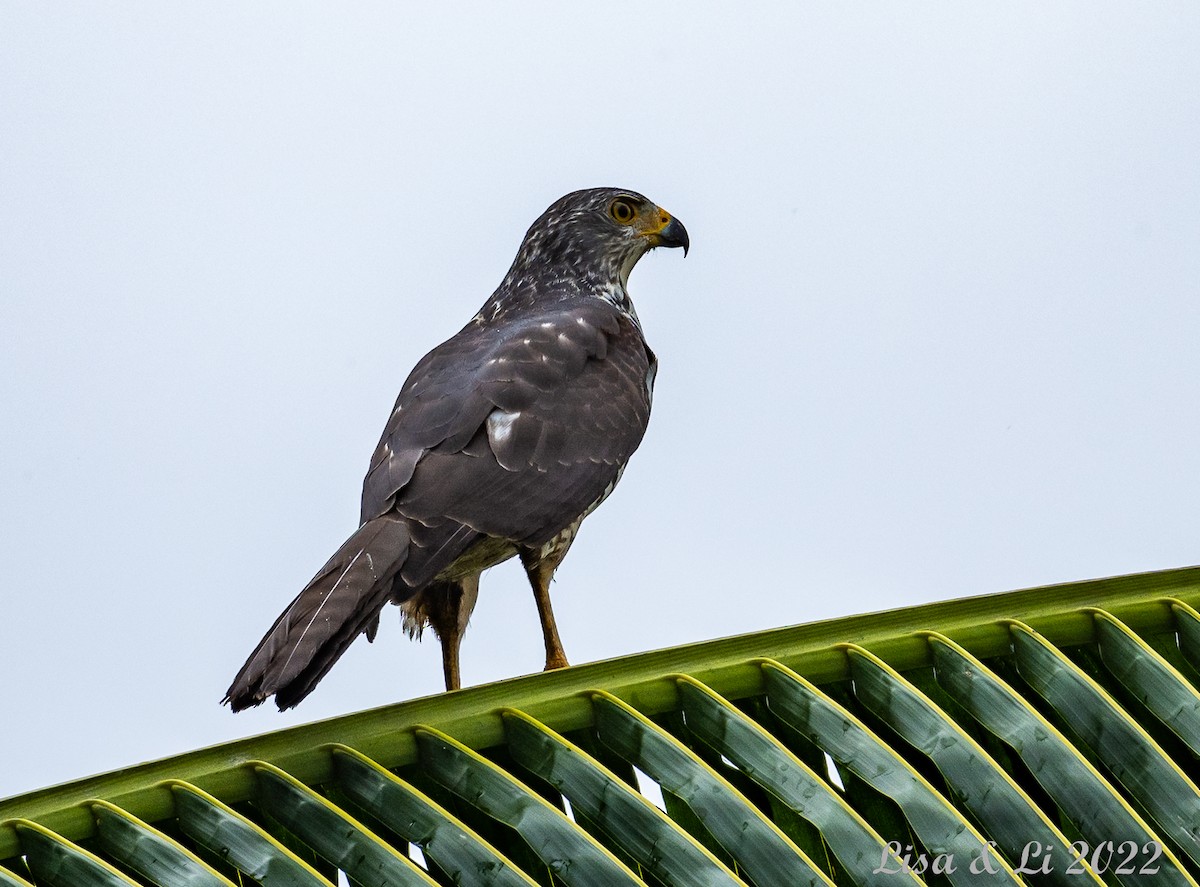 Variable Goshawk - ML472514181