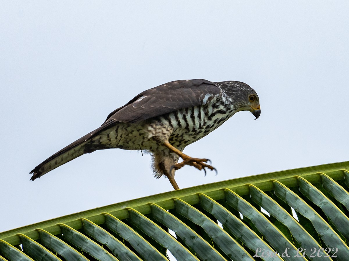 Variable Goshawk - ML472514191