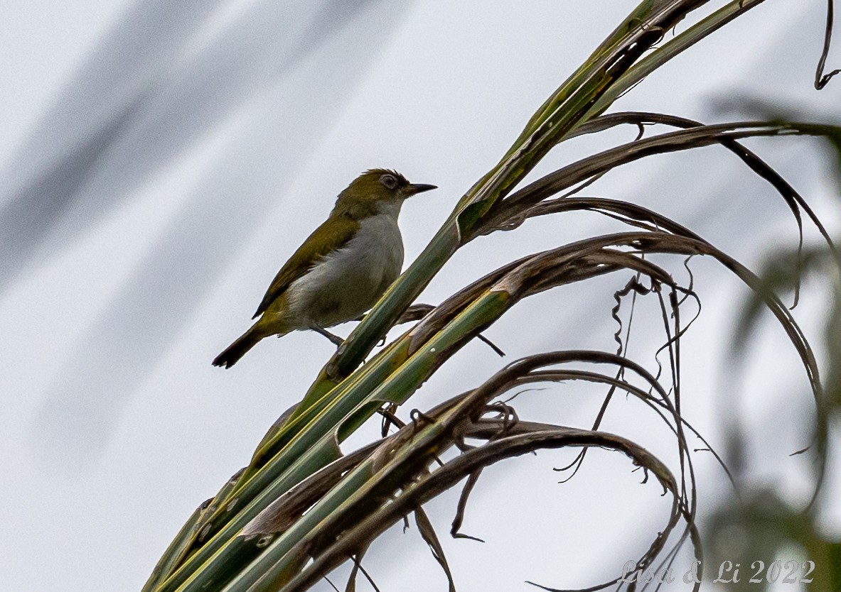 Cream-throated White-eye (Halmahera) - Lisa & Li Li