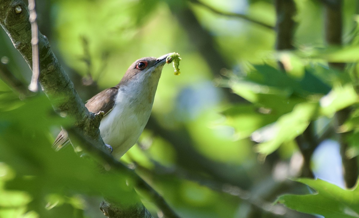 Black-billed Cuckoo - Weston Barker