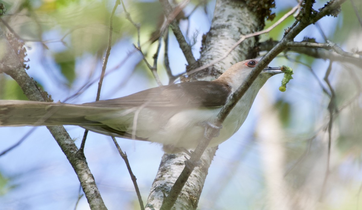 Black-billed Cuckoo - ML472514711