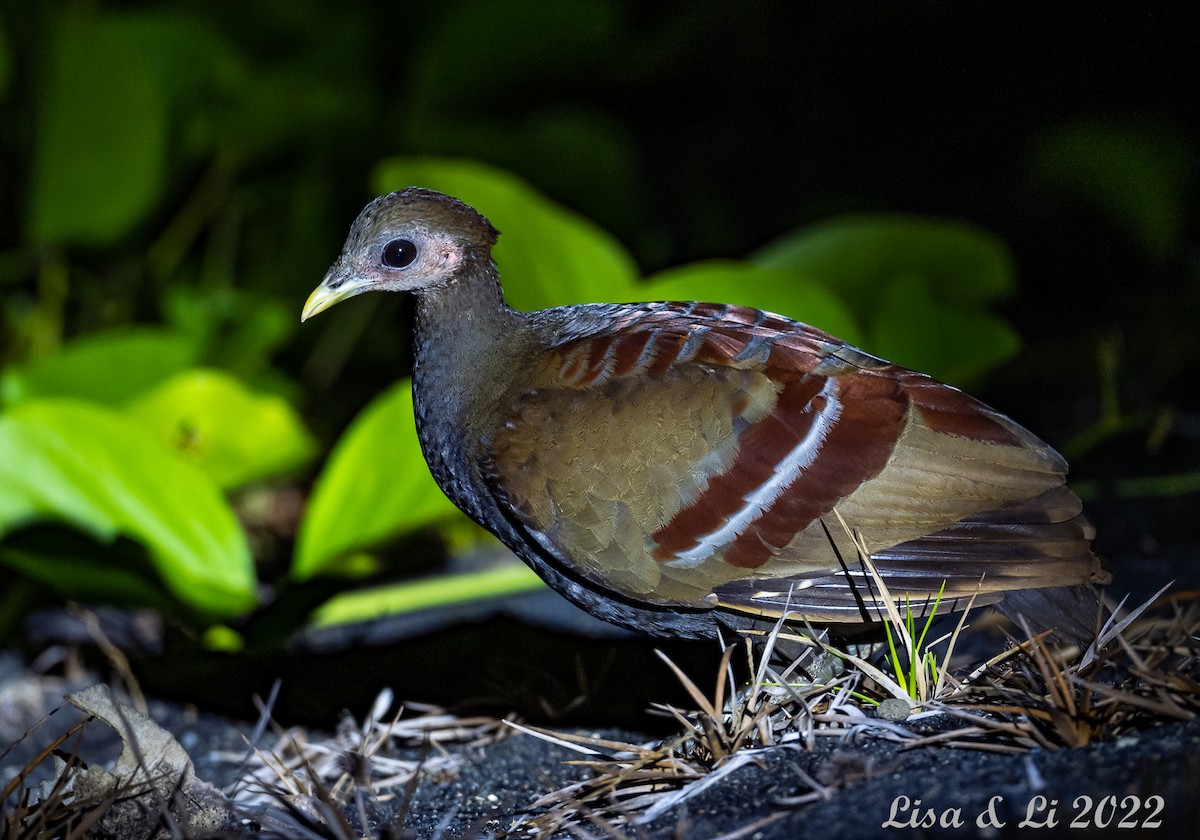 Wallace-Großfußhuhn - ML472514791