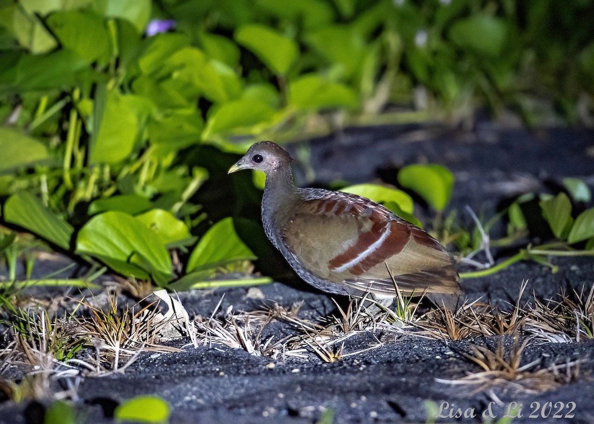 Moluccan Megapode - ML472514831