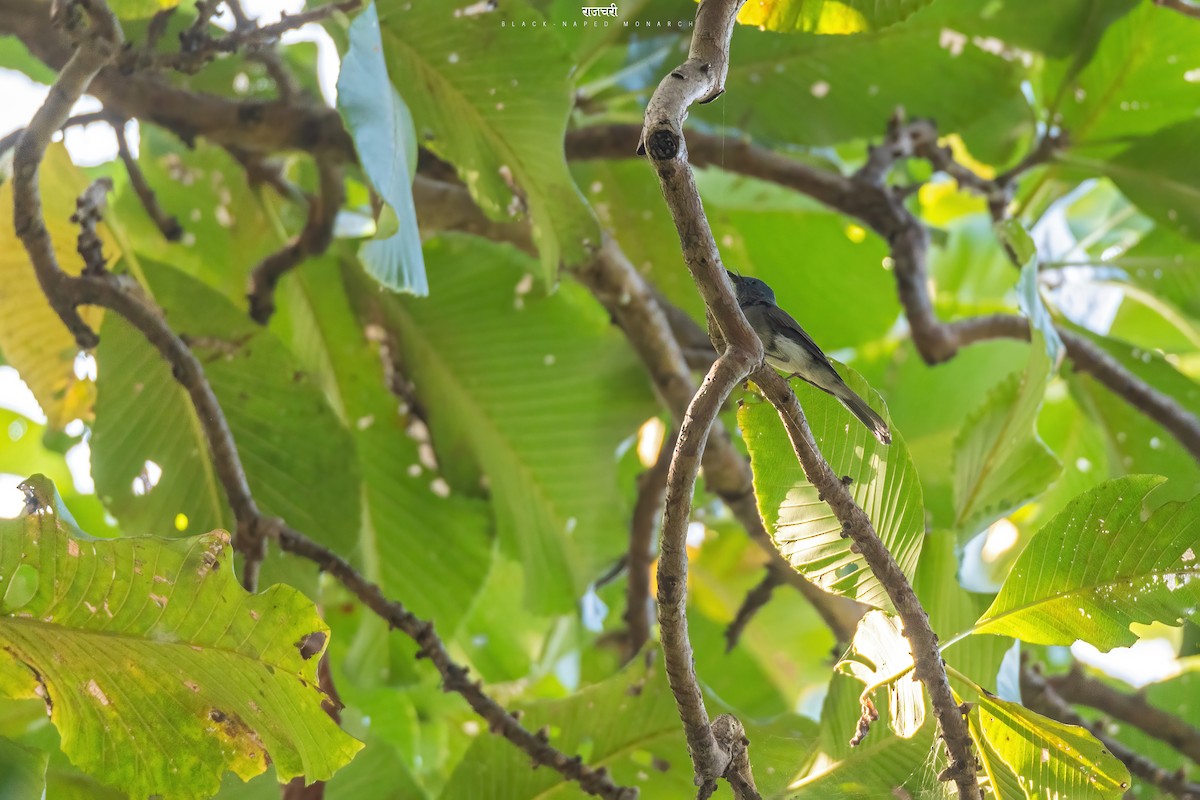 Black-naped Monarch - ML472515081