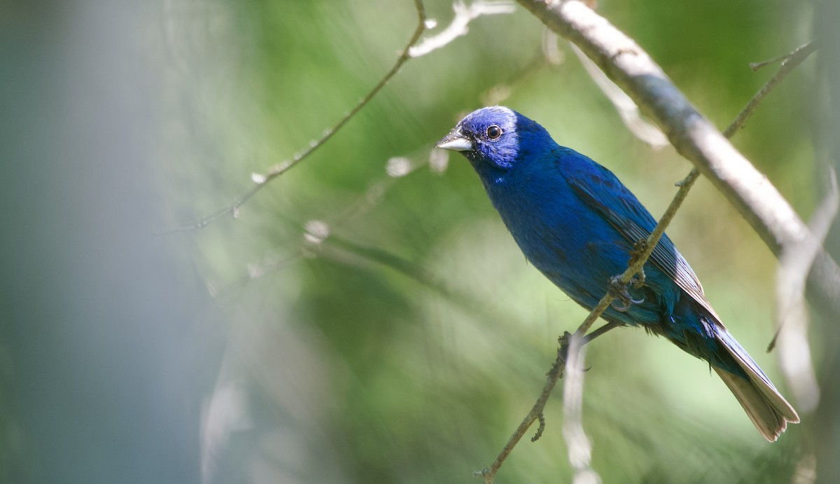 Indigo Bunting - ML472515231