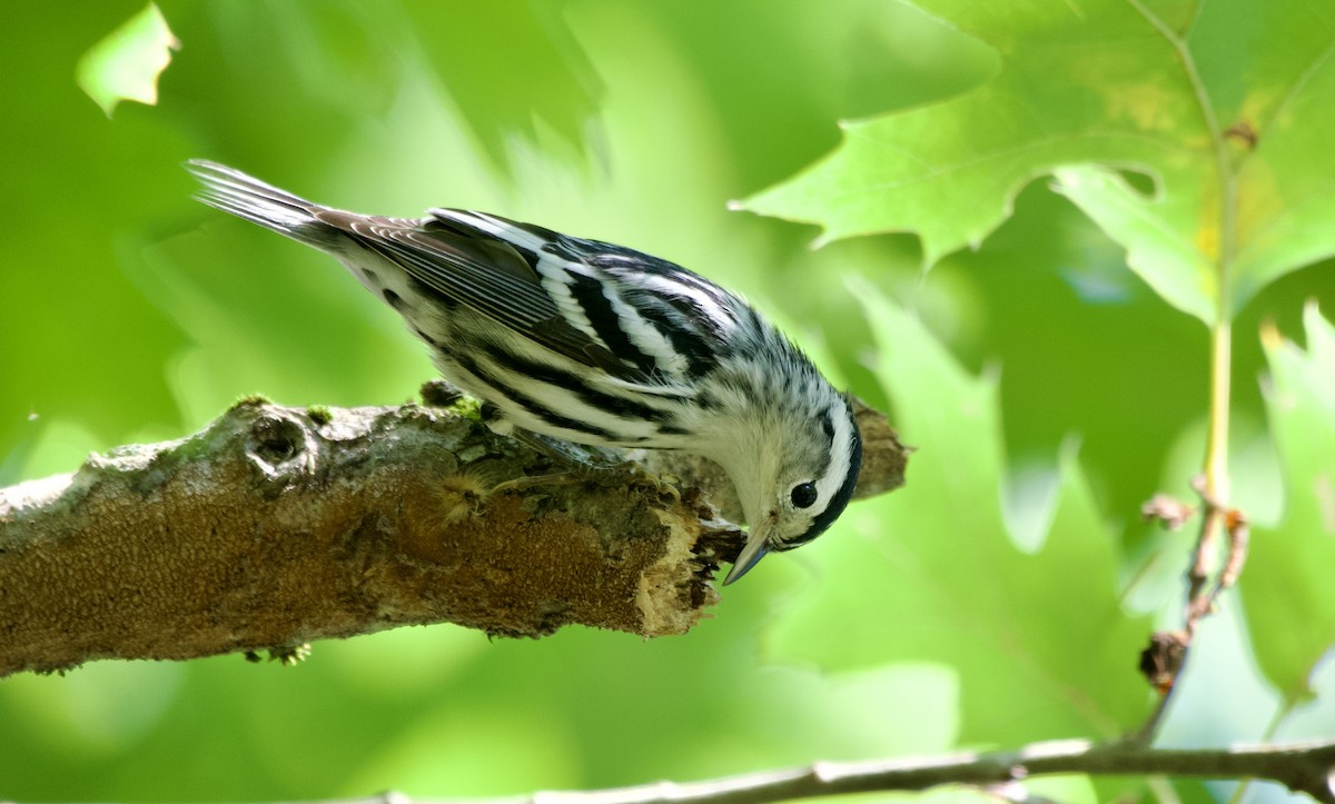 Black-and-white Warbler - Weston Barker