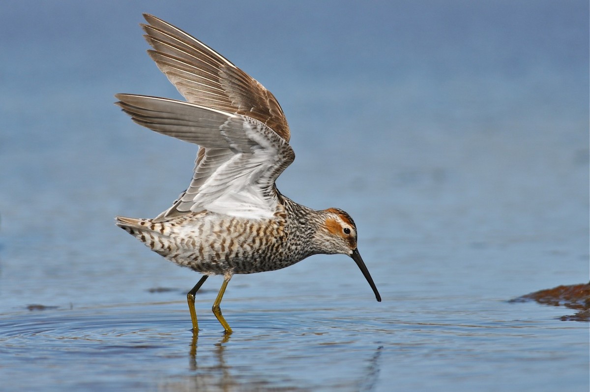 Stilt Sandpiper - ML47251631