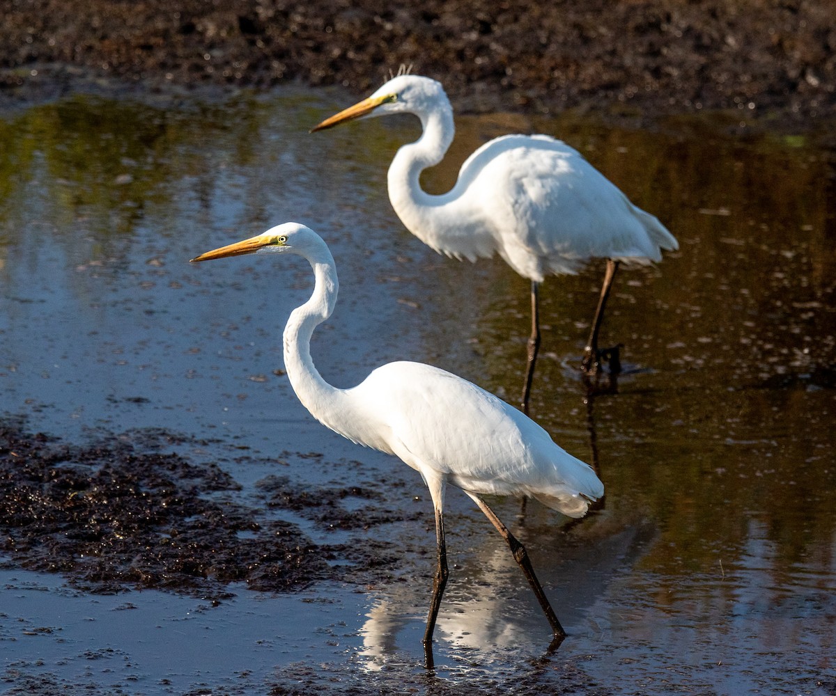 ダイサギ - ML472519231