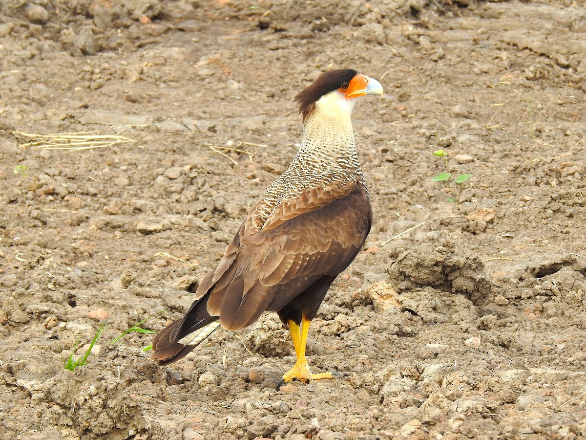 Crested Caracara - ML472520801