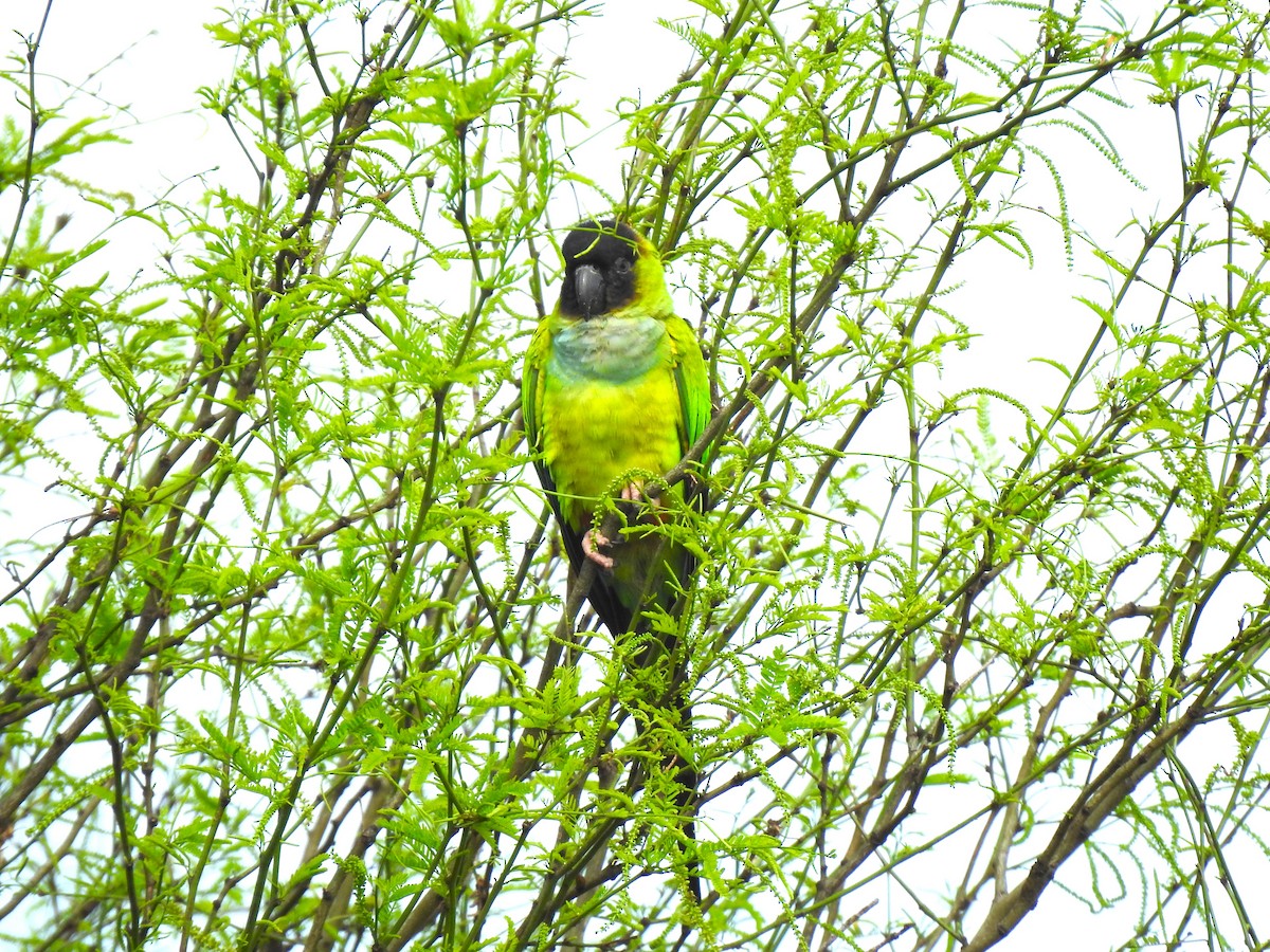 Aratinga Ñanday - ML472520911