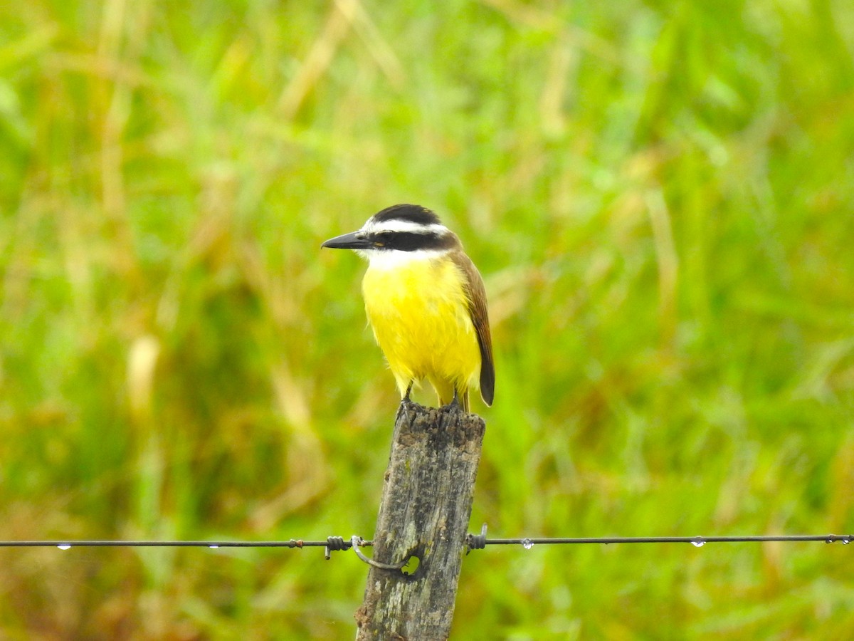 Great Kiskadee - Ricardo Centurión