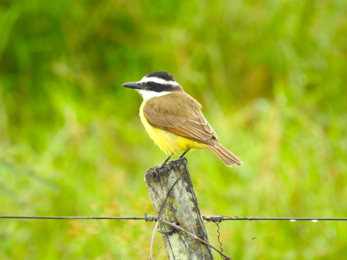 Great Kiskadee - Ricardo Centurión