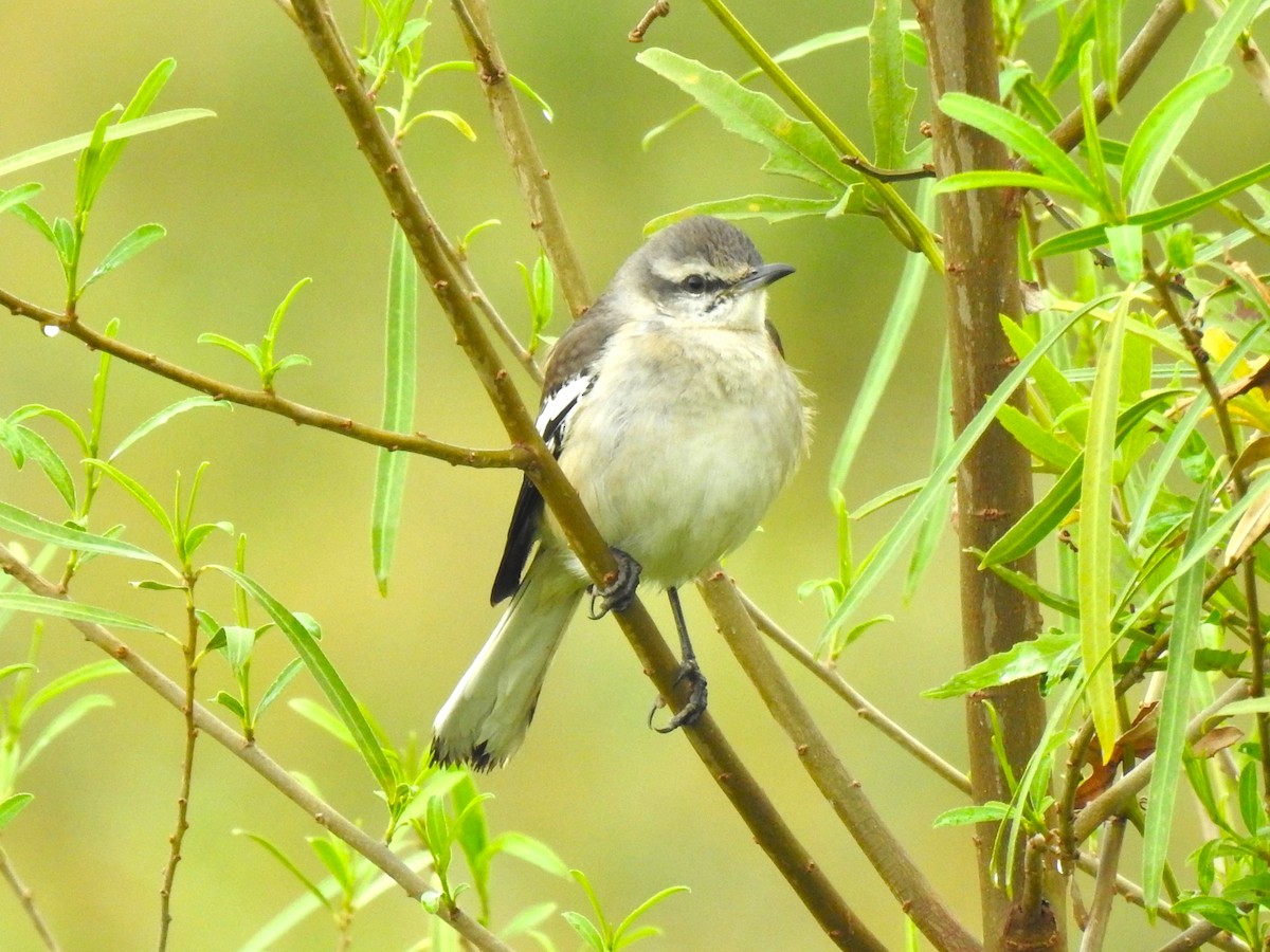 White-banded Mockingbird - ML472521481