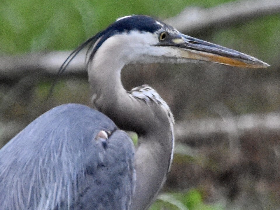 Garza Azulada - ML472521541